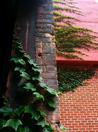 Ivy growing on wall