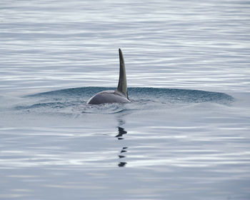 Whale swimming in sea at iceland