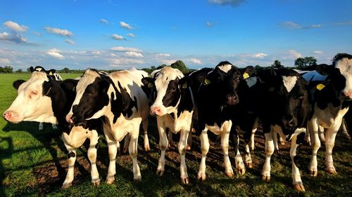 Cows grazing on field against sky