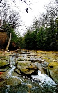 Scenic view of river