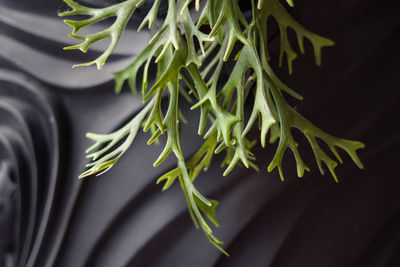 Close-up of succulent plant