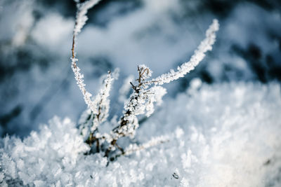 winter