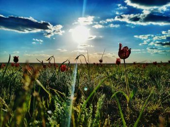 Plants growing on field against sky