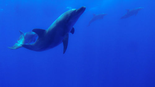 Fish swimming in sea