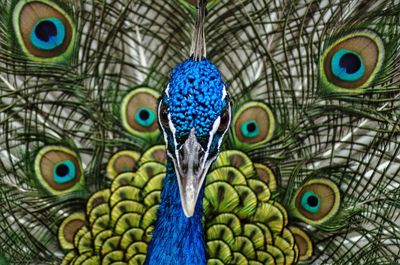 Close-up portrait of peacock