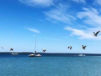 Birds flying over sea against blue sky