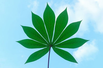 Close-up of leaf against cloudy sky