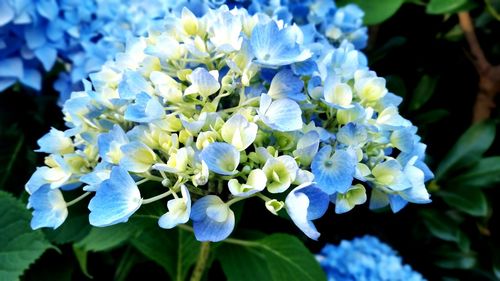 Close-up of blue flowers blooming outdoors