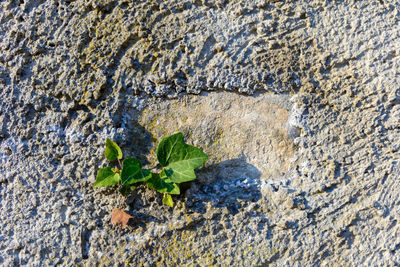 High angle view of small wall