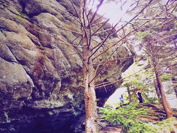 Low angle view of trees