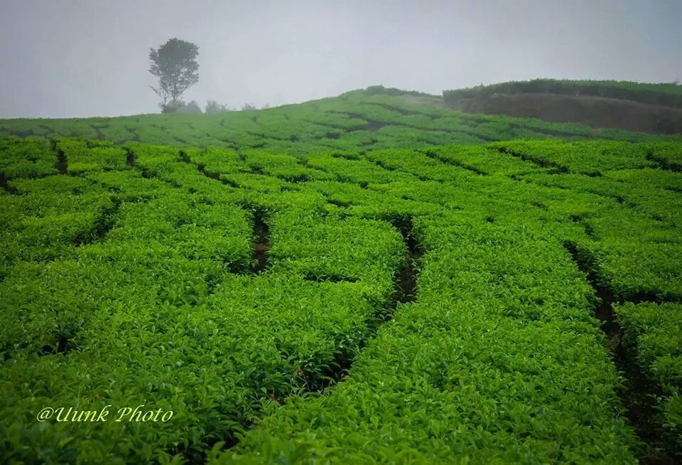 green color, grass, tranquil scene, tranquility, landscape, field, scenics, growth, nature, beauty in nature, green, grassy, tree, lush foliage, rural scene, plant, agriculture, sky, non-urban scene, idyllic