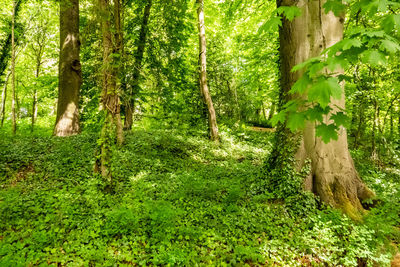 Trees in forest