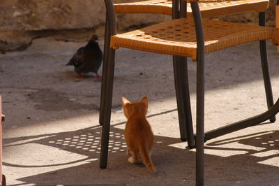 Cat sitting on chair