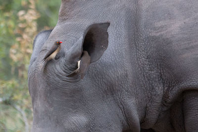 Close-up of bird on rhinoceros