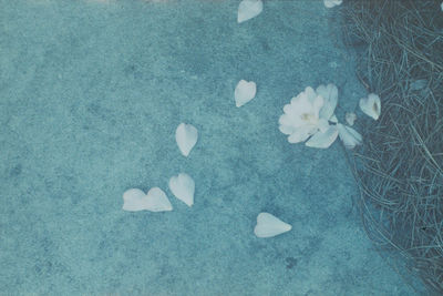 High angle view of white flowers on pebbles