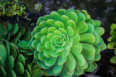 Close-up of succulent plant