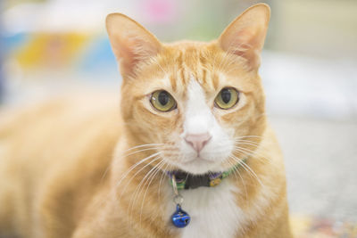 Close-up portrait of cat