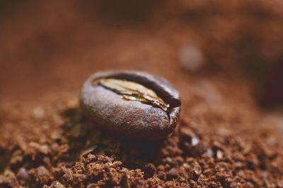 Close-up of lizard on rock