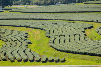 High angle view of agricultural field