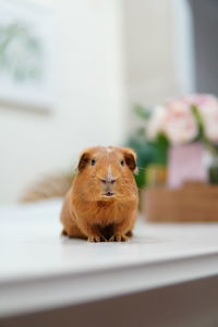 Close-up of a guinea pig at home