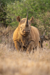 Black rhino