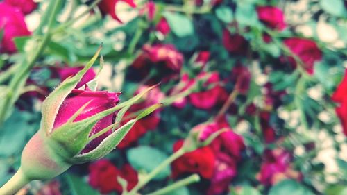 Close-up of red flowers