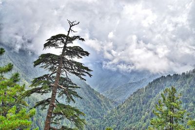 Low angle view of trees against sky