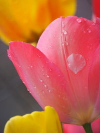 Close-up of wet pink flower