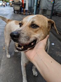 Close-up of hand holding dog