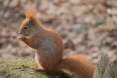 Close-up of squirrel eating outdoors