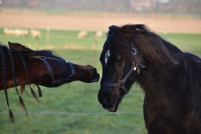 Horse in ranch