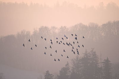 Silhouette birds flying against sky during sunset