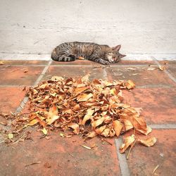 Cat lying on the ground