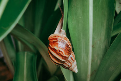 Close-up of snail on leaf