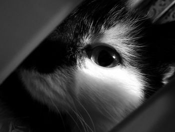 Close-up portrait of cat