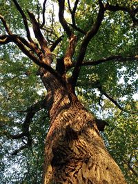 Low angle view of tree against sky