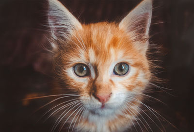 Close-up portrait of cat