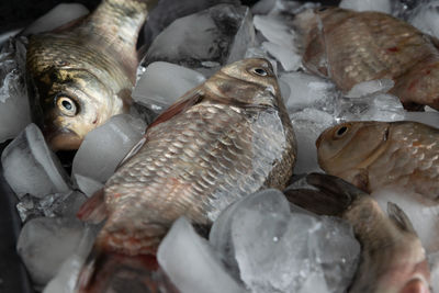 Close-up of fish for sale in market