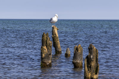 Bird perching on wooden post in sea against clear sky