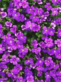 Full frame shot of purple flowering plants