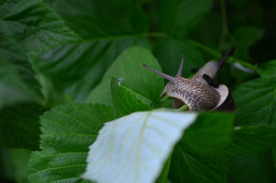 Close-up of snail on plant