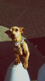 Portrait of dog sitting in car