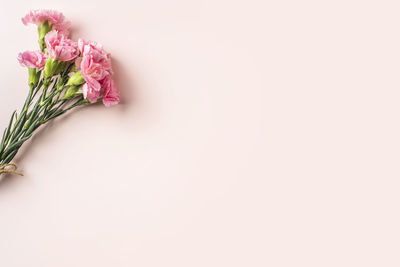 Close-up of pink rose against white background