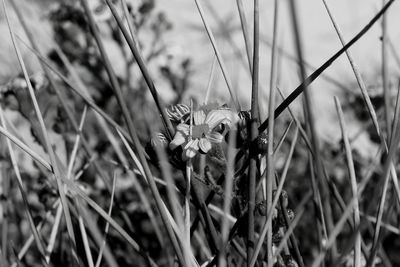 Close-up of flowering plants on field