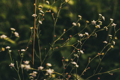 Close-up of flowers growing on field