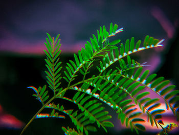 Close-up of fern leaves