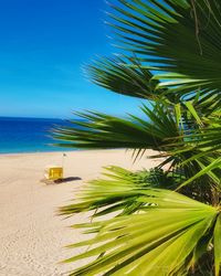 Palm trees on beach against clear blue sky