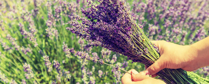 Low section of person holding lavender by plants