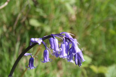 Close-up of purple iris flower