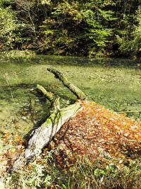 Scenic view of lake in forest